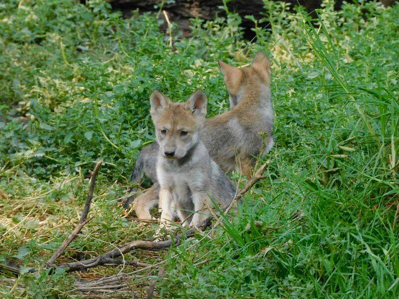 México y EEUU avanzan en la conservación del lobo mexicano con 23 ejemplares en resguardo
