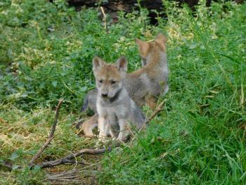 M&eacute;xico y EEUU avanzan en la conservaci&oacute;n del lobo mexicano con 23 ejemplares en resguardo