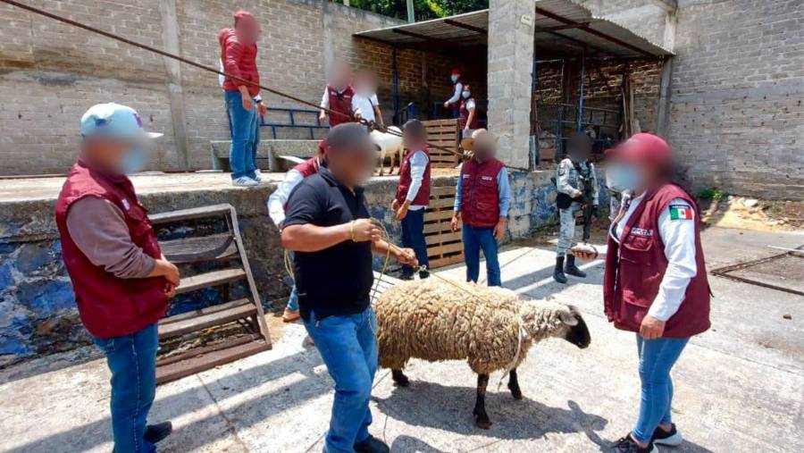 Gobierno de M&eacute;xico y Estado de M&eacute;xico concluyen entrega de animales de corral y ex&oacute;ticos asegurados en Operaci&oacute;n “Liberaci&oacute;n”