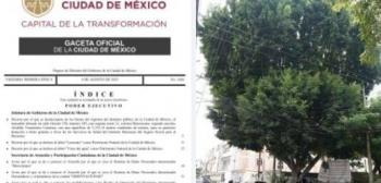 Declaran Patrimonio Cultural y Ambiental al árbol monumental “Laureano” en la CDMX