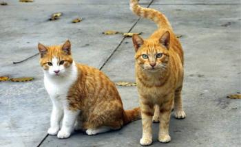 Un adolescente condenado en Reino Unido a un año cárcel por torturar y matar gatos