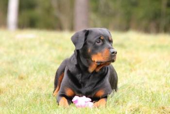 Un perro mata a un niño de nueve años en Francia