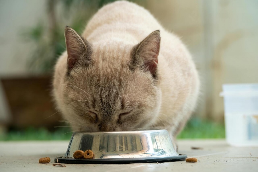 El secreto de un gato en calma: descubre cómo conseguirlo