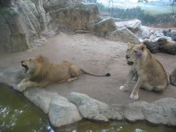 Zoológico de Dinamarca solicita donaciones de mascotas pequeñas como alimento para sus depredadores