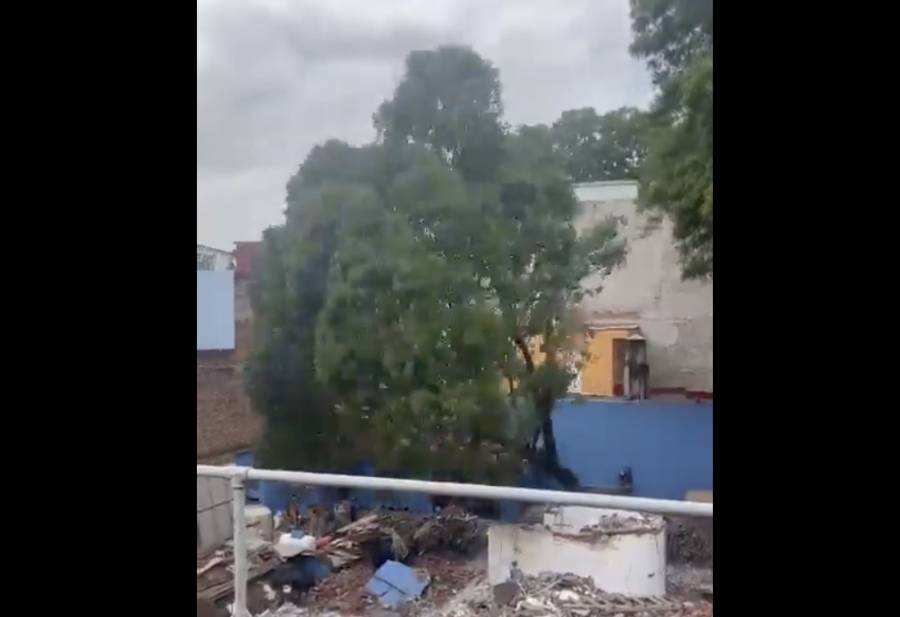 Talan fresno “Eugenito” en Benito Juárez; empresa deberá plantar 8 árboles como compensación ambiental
