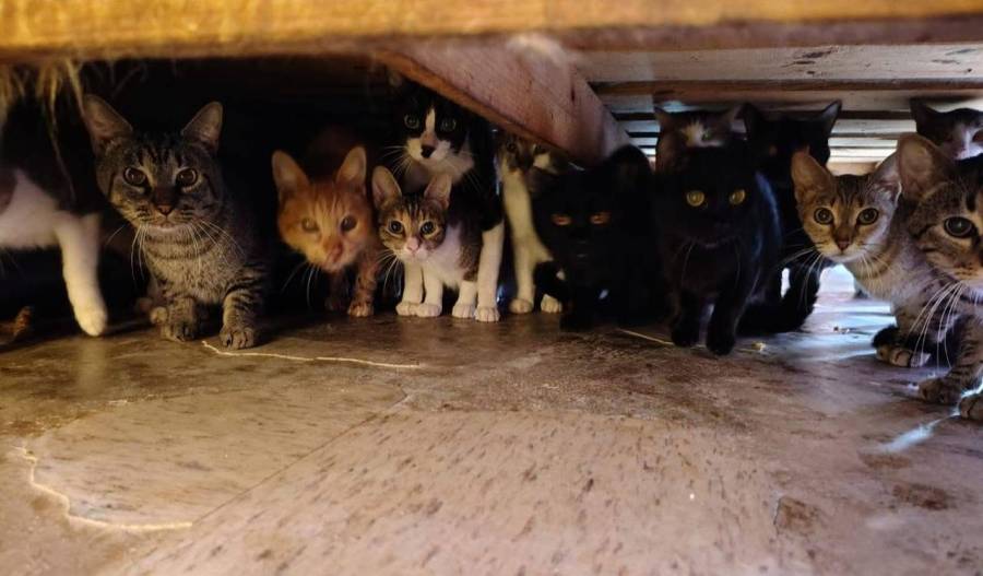 Rescatan 90 gatos que vivían en condiciones insalubres en un departamento en Tecámac