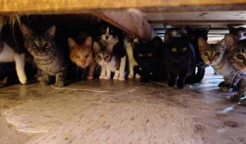 Rescatan 90 gatos que vivían en condiciones insalubres en un departamento en Tecámac
