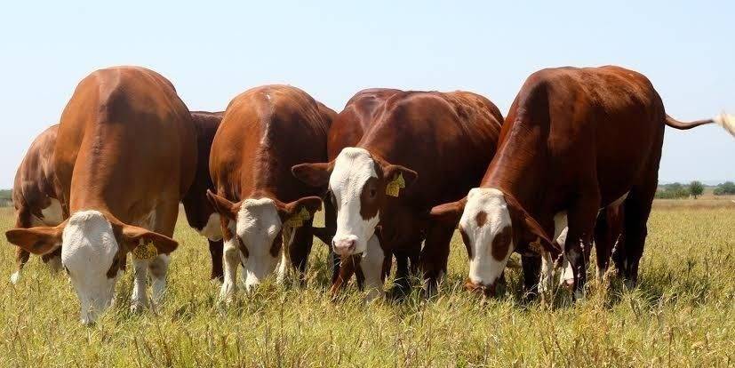 México busca reducir 30% la deforestación ligada a la ganadería bovina para 2030   