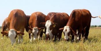 México busca reducir 30% la deforestación ligada a la ganadería bovina para 2030