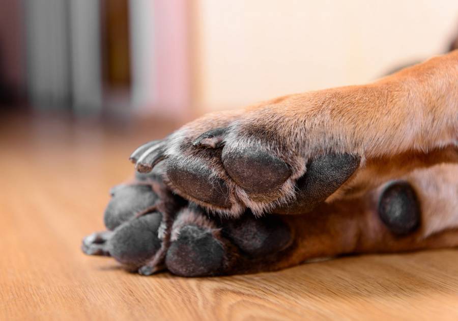 FGJ obtiene orden de aprehensión contra mujer acusada de matar a golpes a perrita en Coyoacán