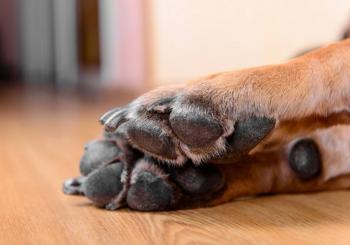 FGJ obtiene orden de aprehensión contra mujer acusada de matar a golpes a perrita en Coyoacán