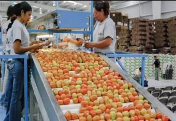 Fijan precios mínimos de exportación para tomate fresco mexicano