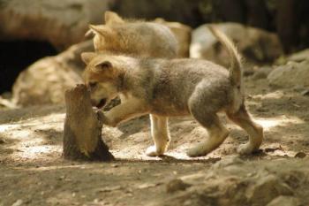 Aprovechamiento sustentable de la vida silvestre, clave para conservar especies en México