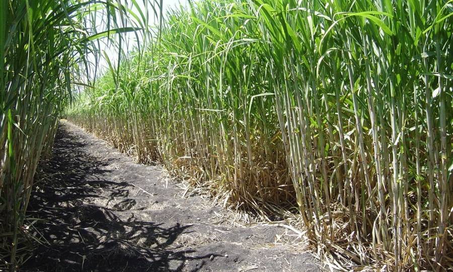 Productores cañeros alertan crisis en México por caída del precio del azúcar e importaciones excesivas