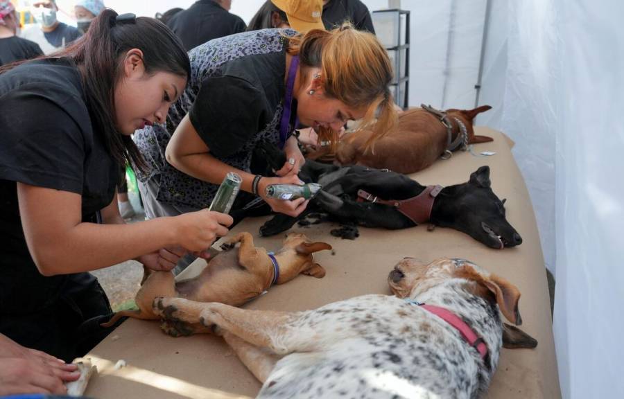 Gaby Osorio destaca m&aacute;s de 23 mil atenciones veterinarias en Tlalpan