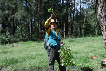 Plantan 490 &aacute;rboles y arbustos en reforestaci&oacute;n de La Loma