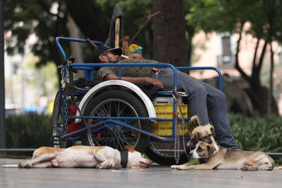 Congreso de CDMX reconoce a los animales como seres sintientes y avala custodia en divorcios
