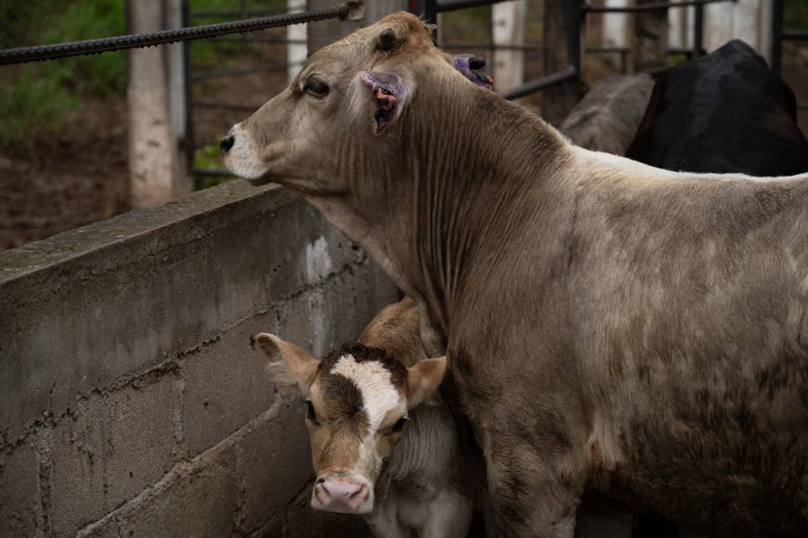 Gobierno de EE.UU. autoriza uso de emergencia de f&aacute;rmacos veterinarios contra el gusano barrenador