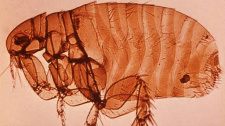 Detectan segundo caso de peste bubónica en Estados Unidos durante 2025: paciente en California
