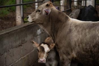 Gobierno de EE.UU. autoriza uso de emergencia de f&aacute;rmacos veterinarios contra el gusano barrenador
