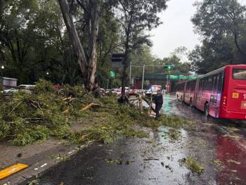 Retiran ramas ca&iacute;das en carril del Metrob&uacute;s en Tlalpan tras lluvias