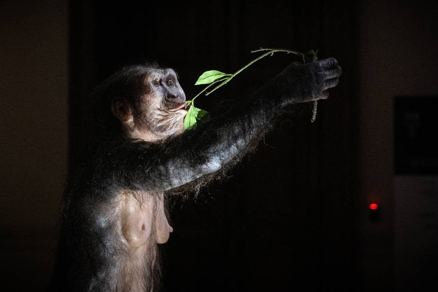Lucy, célebre antepasado humano, se exhibe por primera vez en Europa