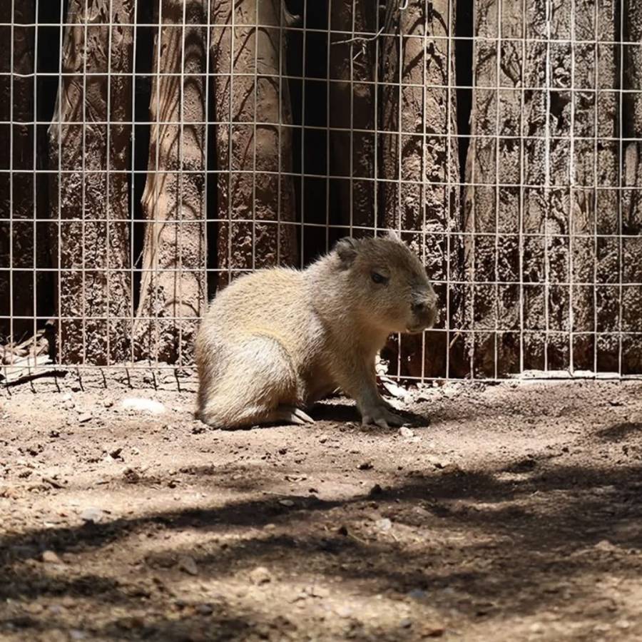 Nacimiento de beb&eacute; capibara cautiva a visitantes del Bioparque Estrella en Nuevo Le&oacute;n