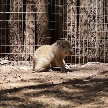 Nacimiento de beb&eacute; capibara cautiva a visitantes del Bioparque Estrella en Nuevo Le&oacute;n