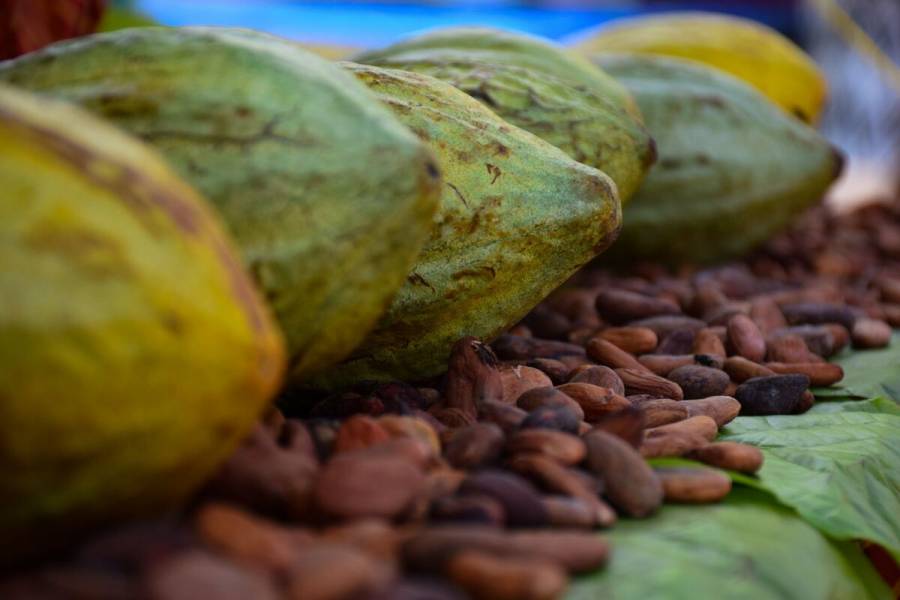 Agricultura impulsa Encuentro Nacional de Cacao en Tabasco