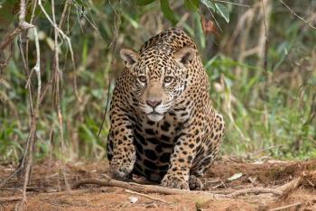 La poblaci&oacute;n de jaguares en M&eacute;xico creci&oacute; 10 % en seis a&ntilde;os y alcanza 5 326 ejemplares