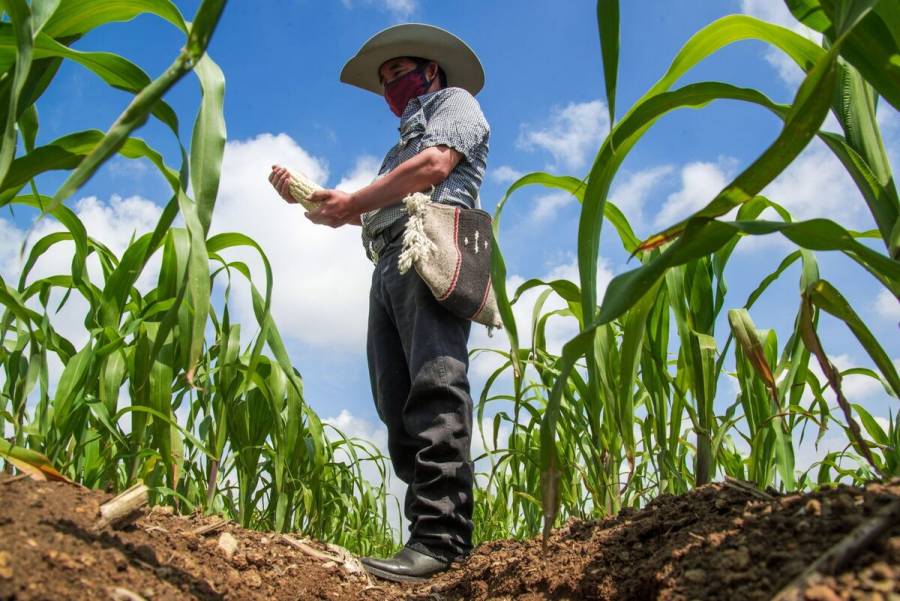 Sector agrícola suma más de 840 mil millones de pesos en su PIB