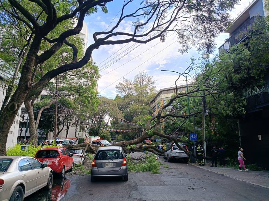 Árbol de 25 metros cae en la colonia Del Valle y daña vehículos en Benito Juárez