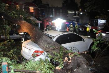 Gobierno de la CDMX atiende 22 encharcamientos y 16 &aacute;rboles ca&iacute;dos tras lluvias