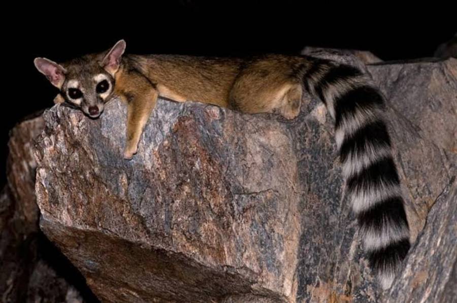 Rescatan a dos cacomixtles en Hidalgo y los entregan a la Semarnath