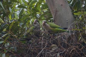 Olas de calor extremo reducen dr&aacute;sticamente poblaciones de aves tropicales