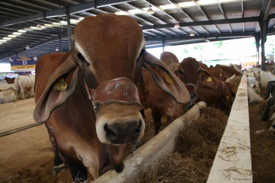 Todo el ganado de Centroam&eacute;rica ingresar&aacute; &uacute;nicamente por Puerto Chiapas: Sheinbaum