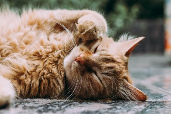El secreto de un gato en calma: descubre c&oacute;mo conseguirlo