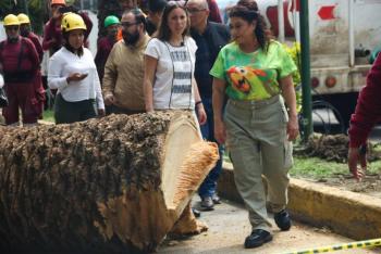 Brugada encabeza programa de retiro y sustituci&oacute;n de palmeras en Benito Ju&aacute;rez