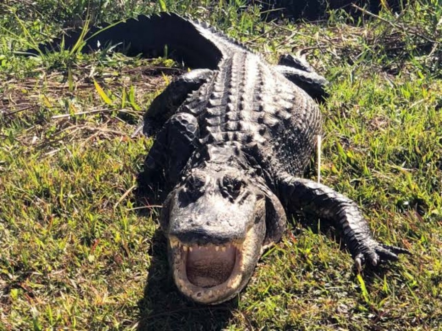 Australia investiga a un influencer estadounidense por luchar con cocodrilos
