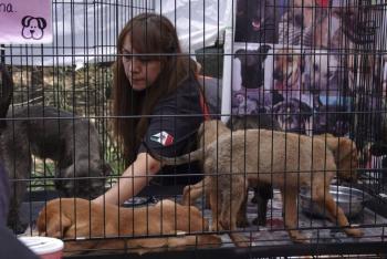 Inicia Jornada Solidaria en la UNAM para donar sangre o adoptar perros