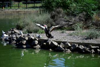 Andaluc&iacute;a cierra parques y sacrifica aves por brotes de gripe aviar