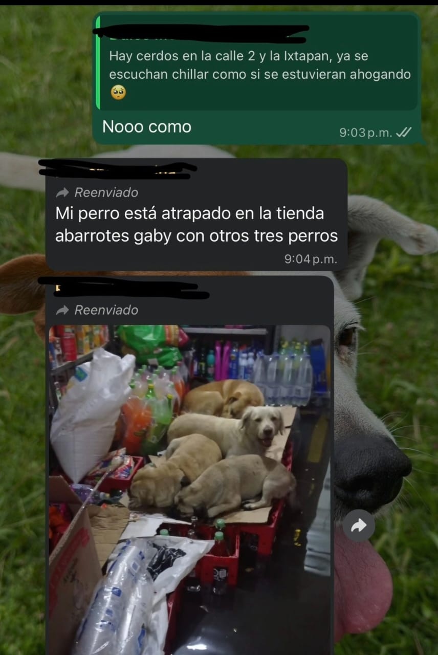 Piden apoyo para rescatar animales afectados por inundaciones en La Paz, Edomex