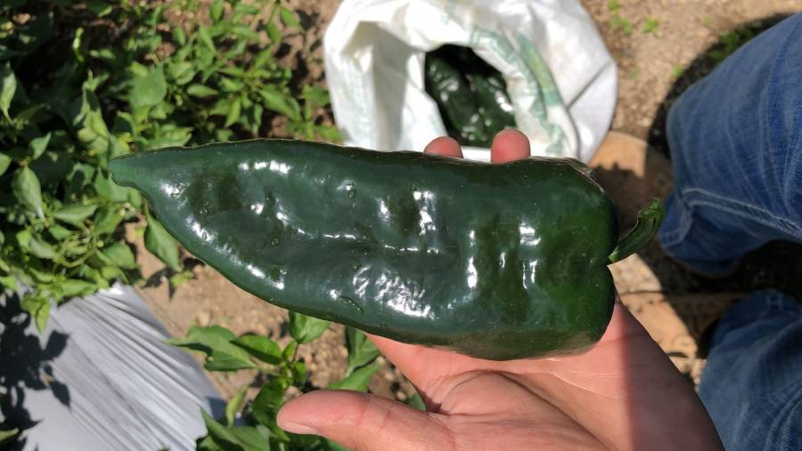 El chile poblano criollo, en peligro de desaparecer por la invasión de semillas chinas