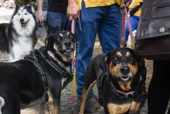 Consejos para proteger a los perros de la pirotecnia durante las fiestas patrias