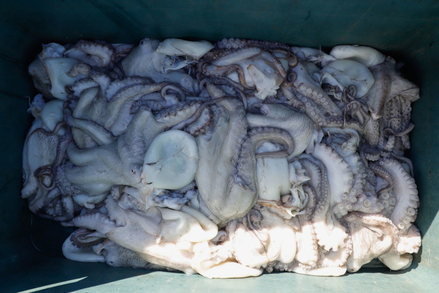 Pulpo yucateco conquista mercados internacionales con m&aacute;s de 5 mil toneladas exportadas