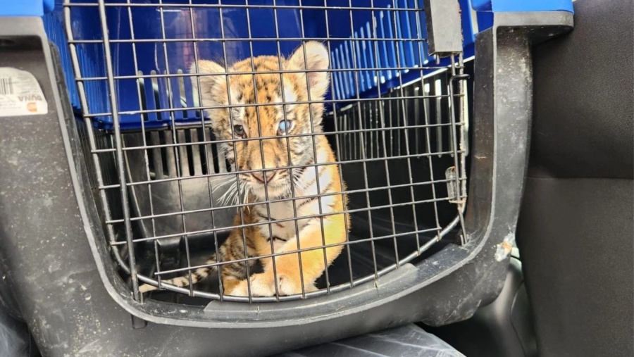 Rescatan cachorro de tigre en operativo contra predio irregular en Escobedo, Nuevo Le&oacute;n