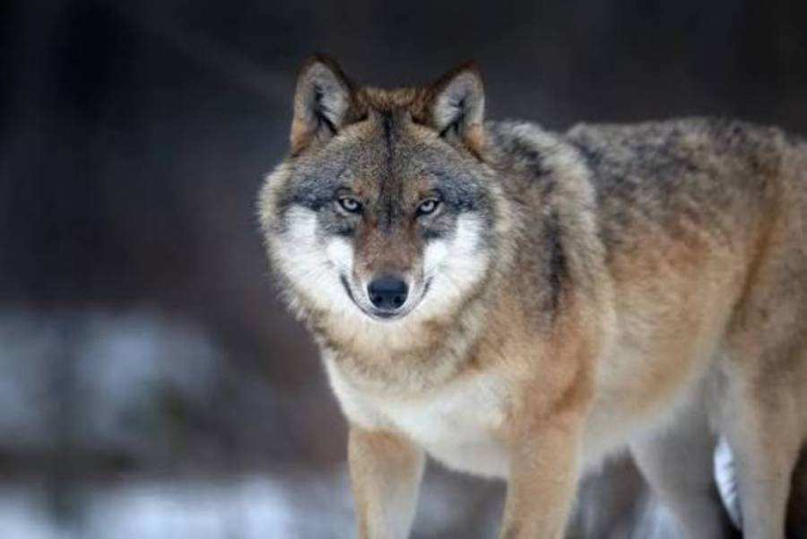 Un lobo hiere a una niña de 5 años en Grecia