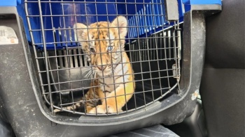 Rescatan cachorro de tigre en operativo contra predio irregular en Escobedo, Nuevo Le&oacute;n