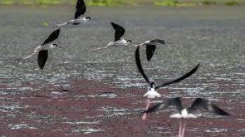 Colombia, el pa&iacute;s m&aacute;s mort&iacute;fero para ambientalistas en 2024
