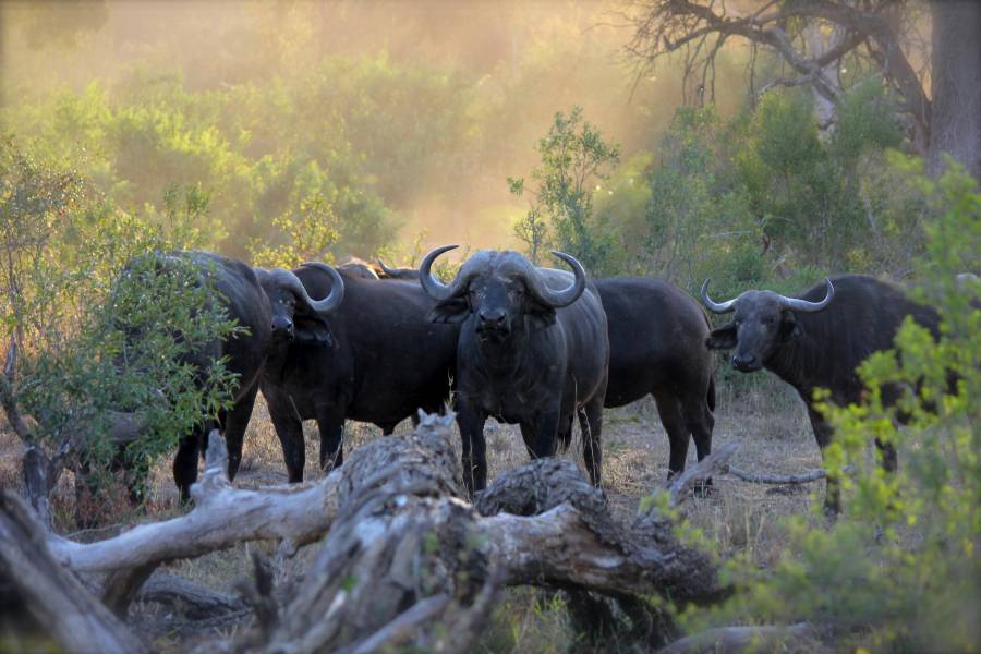 Al menos 90 b&uacute;falos mueren en estampida tras huir de leones en Namibia
